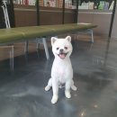 수목원동물병원 네이버블로그