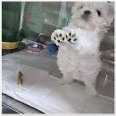 세븐동물병원 | 울 댕댕이 쫄보 탈출기, 스머프동물병원 다녀왔어요