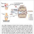 자음강화탕(滋陰降湯: 萬病回春): 자보폐신, 청열 골증조열(骨蒸潮熱) 이미지