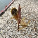 시화힐링낚시터 이미지