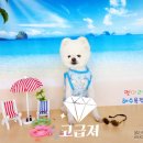 펫미리애견샵 이미지