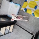 the 굿 dog 이미지