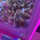 나이스 인형 뽑기방 이미지