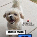 [임보요청] 츄츄 임보처를 찾습니다! 🙏🙏(완료) 이미지