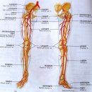 당신의 혈관이 깨끗해야 하는 이유 이미지