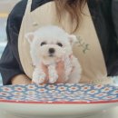 베리독 강아지고양이 평택본점 이미지