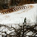 연길농장 이미지