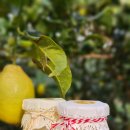 중호농장 | 제주여행 이색체험가능한 레몬농장 레몬뮤지엄