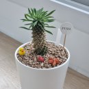 가시버시생국수 이미지