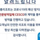 울릉벚꽃 이미지