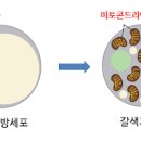 다이어트에 도움을 주는 갈색지방 갈색지방 활성화 하는 방법 이미지