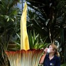 타이탄 아룸 (titan arum. 학명 아모르포팔루스 티타눔. amorphophallus titanum) 이미지