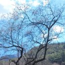 구례 화엄사 매화나무(천연기념물 485호)(269) 이미지