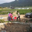 춘화농장 이미지