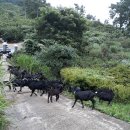 달뜨기흑염소목장 이미지