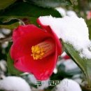 무괴아심 이미지