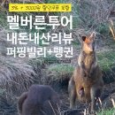 기차여행 | 멜버른 투어 추천 내돈내산 퍼핑빌리 기차 여행 후기 + 펭귄 필립 아일랜드