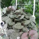 수원시 팔달구 팔달문로81번길 이미지