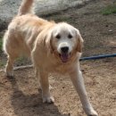 코코애견펜션 이미지