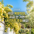 릴렉스인더블랙브릭 | 전주 근교에 이런 곳이?내일이면 문 닫는다는역대급 목향장미 스팟 솔직 후기