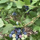 사오농장 이미지