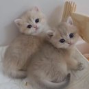 라온캐터리 이미지