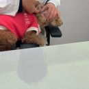 답21동물병원 이미지