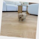 힘찬동물메디컬센터 | 강화도강아지분양 퍼피에몽