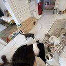 오묘 고양이카페호텔미용 이미지