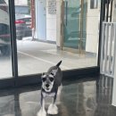우리집 미용사(남성) | 🐶 인천 서구 검암동 강아지 미용샵 ‘우디펫’ 첫 방문 후기 ✂️