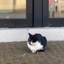[강릉] 강릉 초당동 카페|애견동반 | 쉬어가기 좋은 데일리오아시스 강릉점 🌿