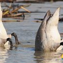 동읍1200 이미지