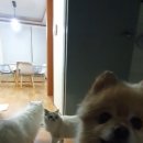 영덕사랑동물병원 네이버블로그