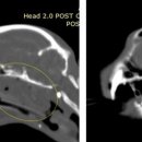 제일동물진단영상센터 이미지