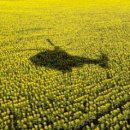 우크라이나 해바라기밭 헬리콥터의 그림자가 이미지