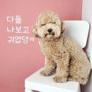 바르다펫 대전점 이미지