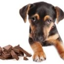 삼송동물의료센터 이미지