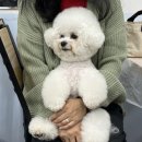 애견왕국 이미지