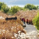 서천역, 신성리 갈대밭 낭만 넘실 (문화일보) 이미지