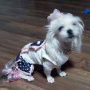 말티네 집 이미지