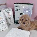 바로환경 | 변기에 바로 버리는 강아지 배변패드 친환경 스르륵 배변패드 사용 후기