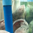 부원식당 이미지