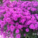 천우화원 네이버블로그