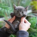 미유펫 강아지분양고양이분양 김포점 | 김포고양이분양 방문 후기