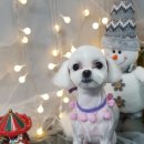 개털깎는여자 이미지