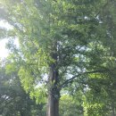 나무그늘파크(park) 이미지