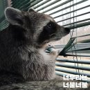 올빼미국밥