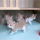 고양이 행복 쉼터 이미지