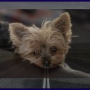 이봉창 의사 집터 이미지