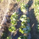 대현농장 이미지